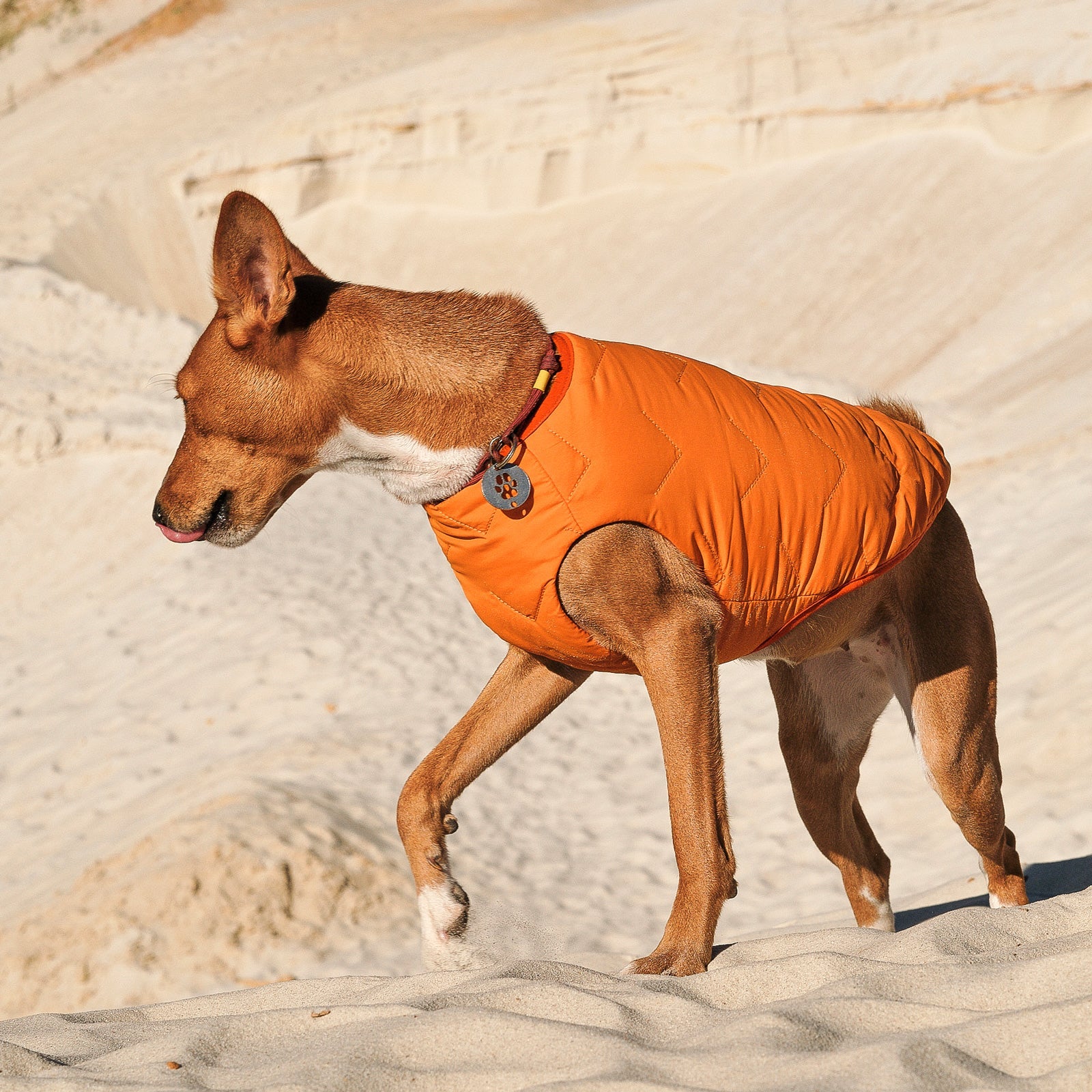 Sustainable Eco-Friendly Dog Jacket