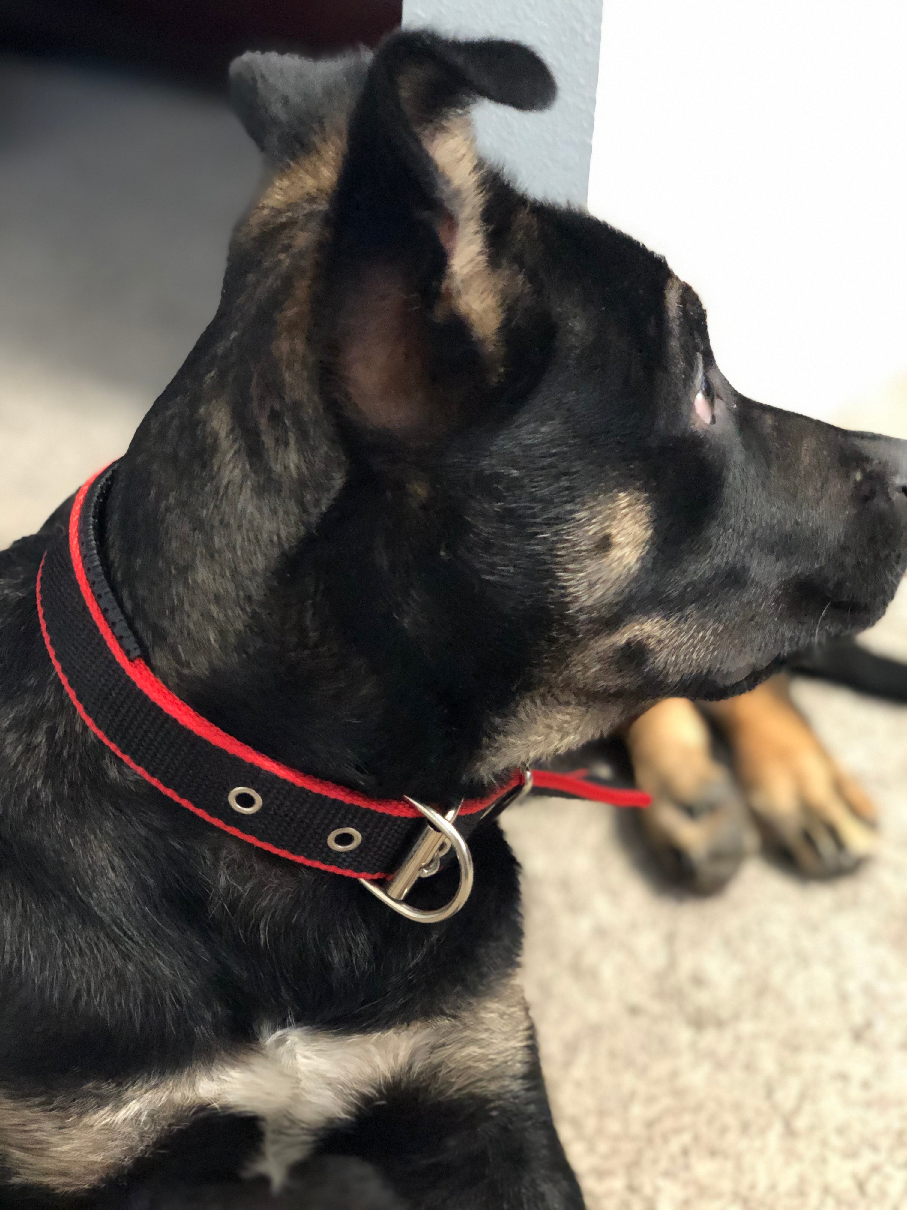 Premium Dog Collar